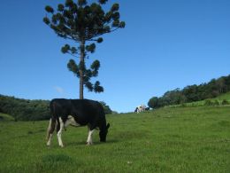 A pecuária é uma das principais atividades na cidade e a família de Jucelino Facco é apenas uma entre as mais de mil com o foco na agricultura familiar. Créditos: Arquivo Prefeitura Municipal