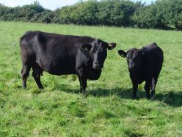 O Aberdeen Angus é uma das principais raças de elite. Créditos: Divulgação