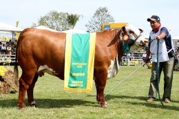Grande campeã da raça Braford, no Campeonato Vaquilhona Maior da Expointer 2008. Créditos: Vilmar Rosa/ Divulgação Expointer 2008