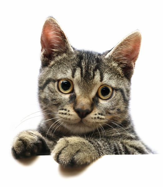 Arquivo:Gatinho21053938 22201438.jpg