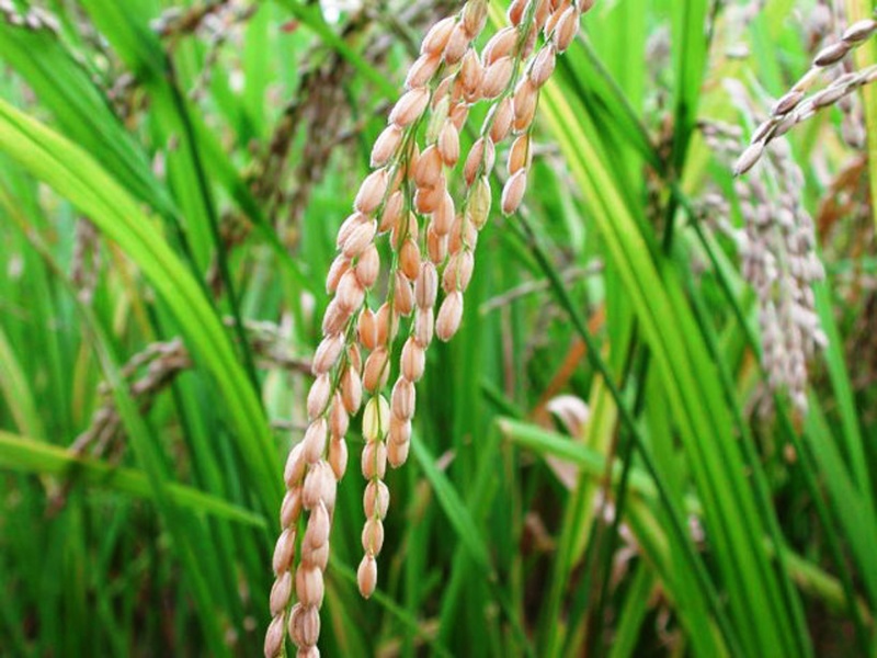 Arquivo:Foto arrozemaltafotoumpaginatres.jpg