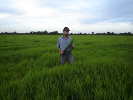 Cáceres projetamos um aumento de produtividade por hectare plantado, com utilização de cultivares de alta produção. Créditos: Arquivo Pessoal