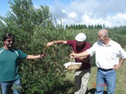 Caçapava do Sul, com seu clima e solo propícios, é o berço da “oliveira” no RS. Um futuro econômico promissor é o fruto almejado. Crédito: Arquivo Prefeitura Municipal de Caçapava do Sul