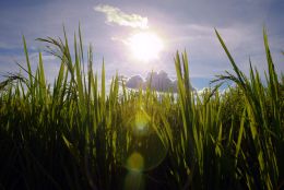 Arroz aparece em primeiro lugar. Créditos: Divulgação/doisac.com