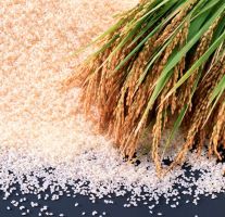 O arroz obteve o melhor resultado dos grãos plantados no RS nesta safra de verão. Pelo quinto ano consecutivo, a produtividade ficou acima das seis toneladas por hectare, sendo a melhor da história, com sete toneladas/ha, tendo por base os números do Irga. Créditos: Divulgação