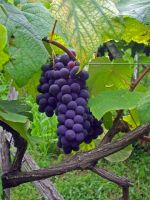 80 produtores de vinho e uva de mesa estão engajados em uma causa de organização e aperfeiçoamento em Santiago. Créditos: Divulgação