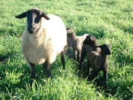 A imagem das trigêmeas da raça Suffolk fala por si só sobre o mérito na última Expointer. Créditos: Arquivo fazenda Descanso