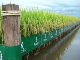 Os benefícios proporcionados pelas sementes de arroz híbrido RiceTec vão ao encontro das necessidades dos produtores, indústria e consumidores finais. Créditos: Divulgação