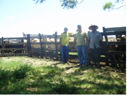A rastreabilidade bovina e bubalina é um dos principais focos para 2008. Créditos: Arquivo Emater/RS-Ascar