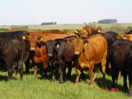 A Fazenda Soa Xavier atua desde 1954 no melhoramento genético e aprimoramento de seus plantéis bovinos Angus, Brangus, Limousin, Ovinos llê de France e, inclusive, cavalos crioulos. Créditos: Arquivo Fazenda São Xavier