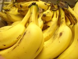 Na fruticultura, onde se vem investindo esforços, a banana é destaque. Créditos: Divulgação/doisac.com