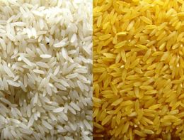 O Arroz Dourado, notável por sua cor amarelada resultante da concentração elevada de betacaroteno, teve seu desenvolvimento iniciado em 1999 pelo cientista alemão Peter Beyer da Universidade de Friburgo. Créditos: Divulgação