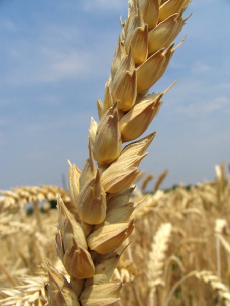 Arquivo:Foto trigo.3.jpg