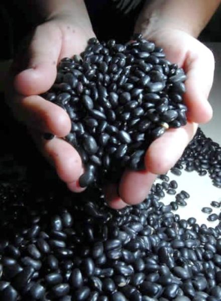 Arquivo:Foto feijão.4paginaquatronovembroagro.jpg