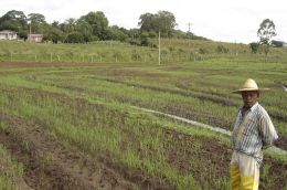 Lavoura do arroz quilombola em Restinga Seca; Créditos: Divulgação Guayí
