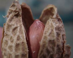 O amendoim é uma das culturas que alimenta a produção gaúcha. Créditos: Divulgação.