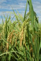 O Rio Grande do Sul é o maior produtor de arroz do Brasil. Créditos: Divulgação