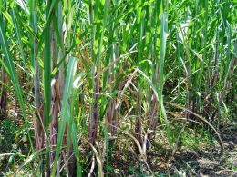 A cana consome apenas uma unidade fóssil para produzir 9 unidades de energia renovável. Créditos: Divulgação