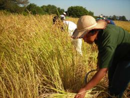 Além de alimento, o arroz quilombola é um dos símbolos da resistência do povo africano. Créditos: guayi.org.br