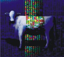 Tecnologias genômicas para aprimorar o melhoramento genético animal e a produção pecuária é o desafio constante da pesquisa na área. A Empresa Brasileira de Pesquisa Agropecuária (Embrapa) é um dos destaques no segmento. Créditos: Foto Embrapa