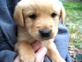 Miniatura da versão das 15h01min de 7 de fevereiro de 2011