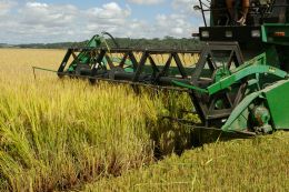 A época de colheita sempre gera preocupação no produtor. Créditos: Divulgação