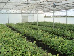 A Pecanita acompanha cada ciclo anual das nogueiras, adotando práticas de cultivo intensivo. Créditos: Arquivo Pecanita