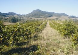 Faxinal do Soturno tem na agricultura familiar o seu alicerce. Na foto, a imagem de um pomar de laranjeiras. Créditos: Arquivo Administração Municipal