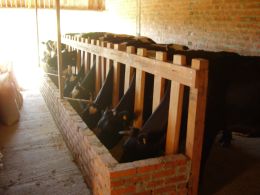 Além do apoio municipal, os produtores também estão investindo em formas de otimizar a produção por meio da aquisição de maquinário com ajuda do financiamento do Programa Nacional de Desenvolvimento da Agricultura Familiar. Créditos: Arquivo Emater.