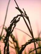 Segundo a Emater, a alta dos combustíveis tende a afetar de forma significativa os custos de formação das lavouras do arroz, pois o produtor utiliza entre 110 litros e 140 litros de diesel, por hectare, do preparo do solo à colheita, dependendo do sistema de produção utilizado. Créditos: Divulgação