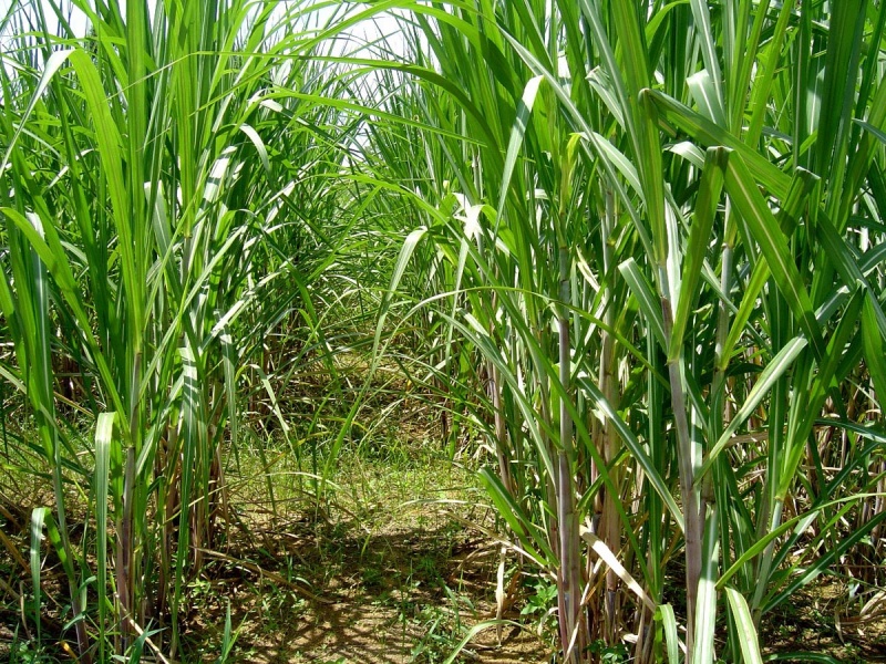 Arquivo:ZoneamentoriscoclimaticocanadeacucarRSFoto cana.jpg