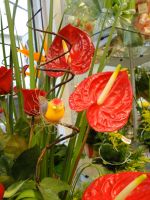 Além das flores, a Floricultura Yamamoto oferece cestas e lembranças para encantar quem você gosta. Créditos: Manuela Ilha