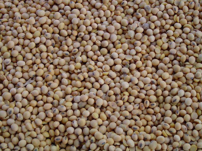 Arquivo:SojaaltosebaixosfotoumpaginaquatroFoto soja.jpg