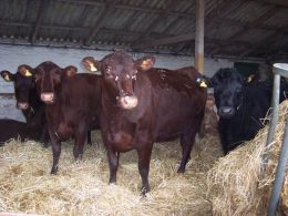 O animal, para ser considerado de elite, deve apresentar características que vão além da beleza. Créditos: Divulgação